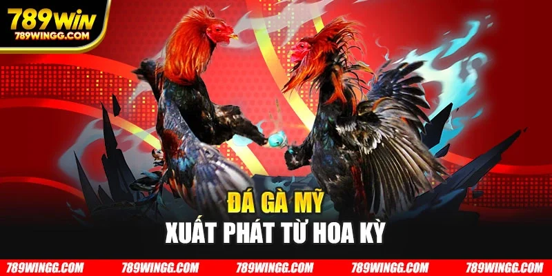 Đá gà Mỹ xuất phát từ Hoa Kỳ