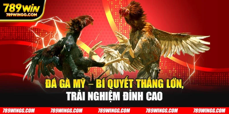 Đá gà Mỹ